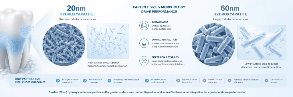 20 nm og 60 nm hydroxyapatit partikel morfologi sammenligning for emalje interaktion og dispersion ydeevne
