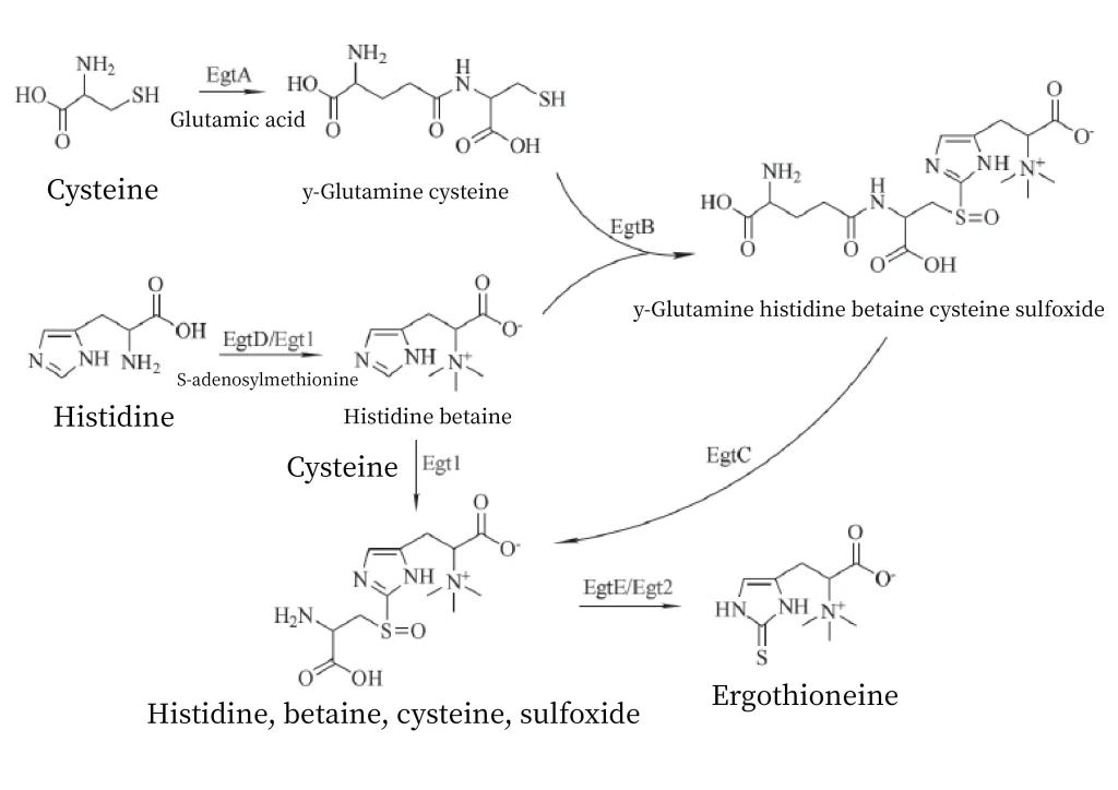 Ergothioneine
