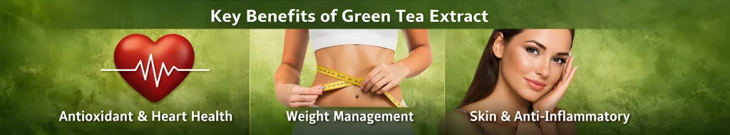 Green tea extract health benefits including antioxidant support, weight management, and skin anti-inflammatory effects