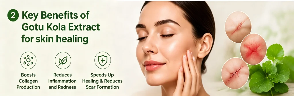 Illustration showing Gotu Kola extract improving skin texture, fading scars and promoting collagen.
