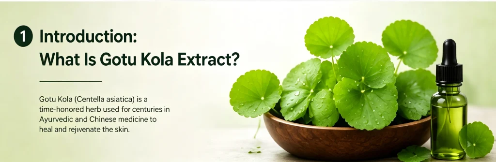 Fresh Centella Asiatica plant leaves, source of Gotu Kola extract for natural skin healing.