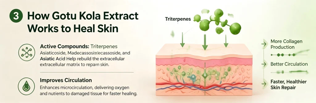 Triterpene molecules from Gotu Kola extract signaling skin cells for repair and collagen production.
