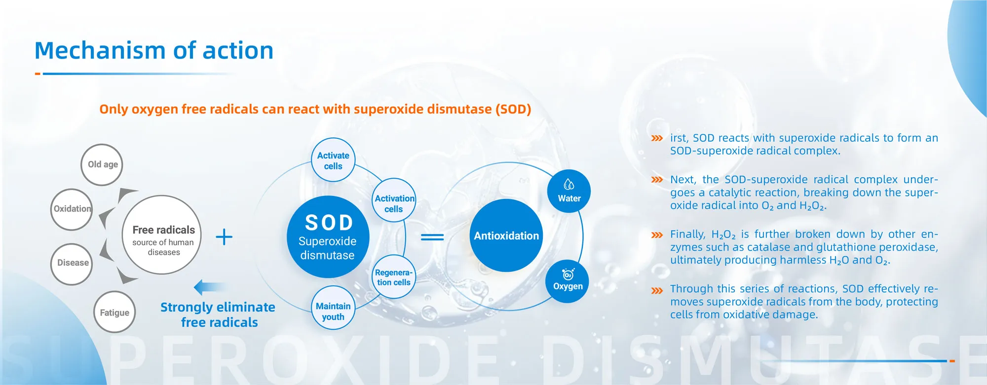 Superoxide Dismutase